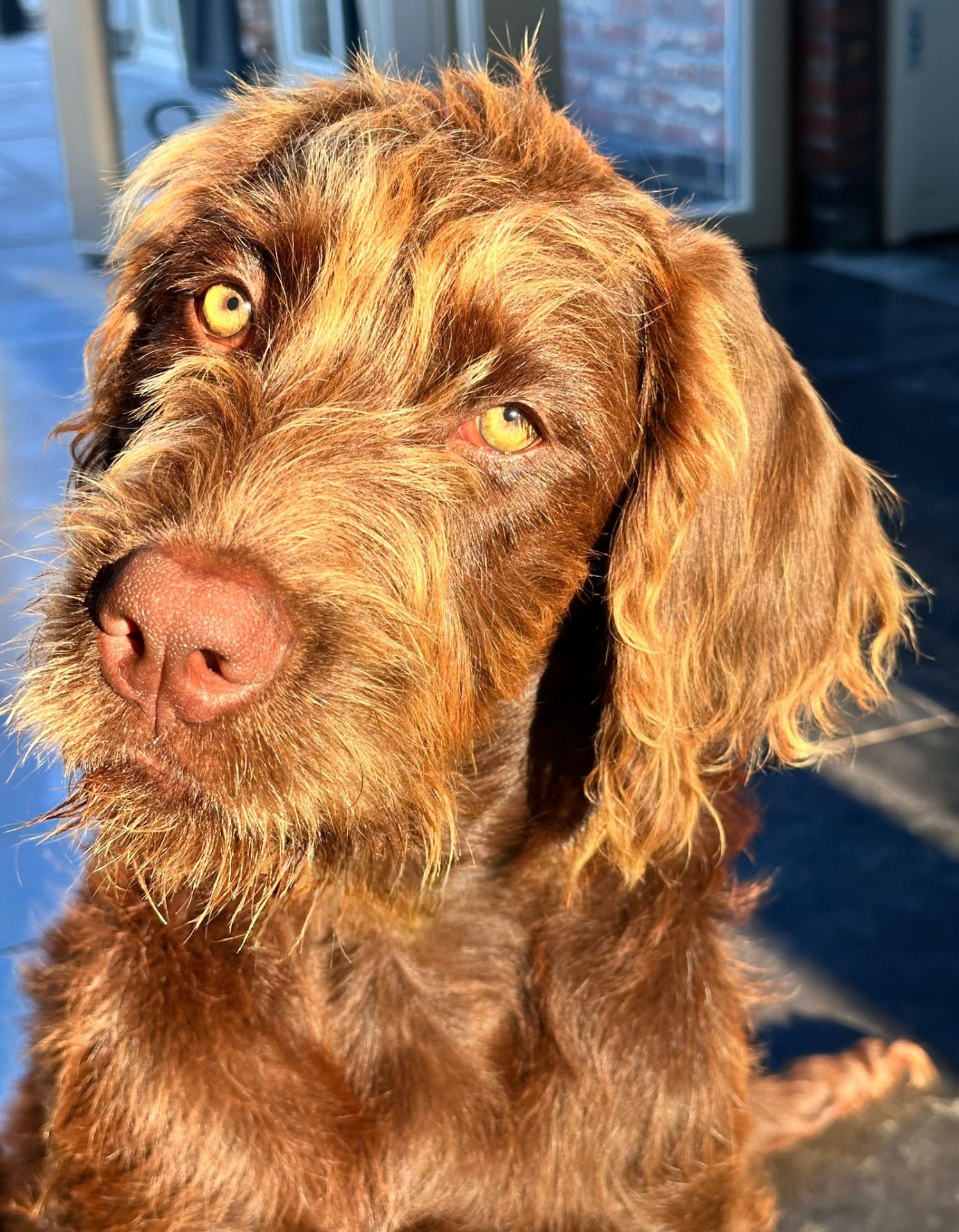 Puk (Labradoodle)